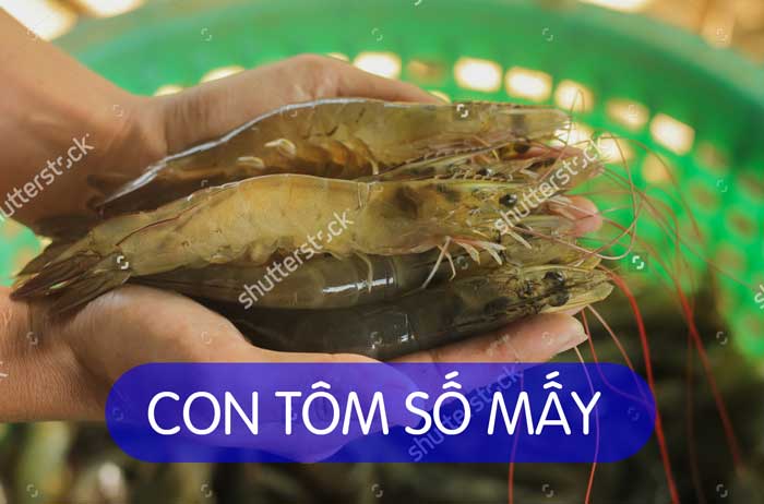 Con Tôm Số Mấy